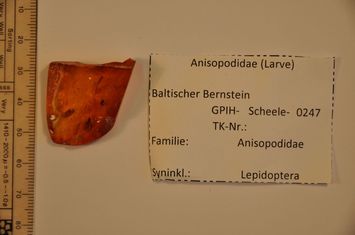 Vorschaubild Bernstein m. 4 Pfriemenmücken-Larven, Kleinschmetterling